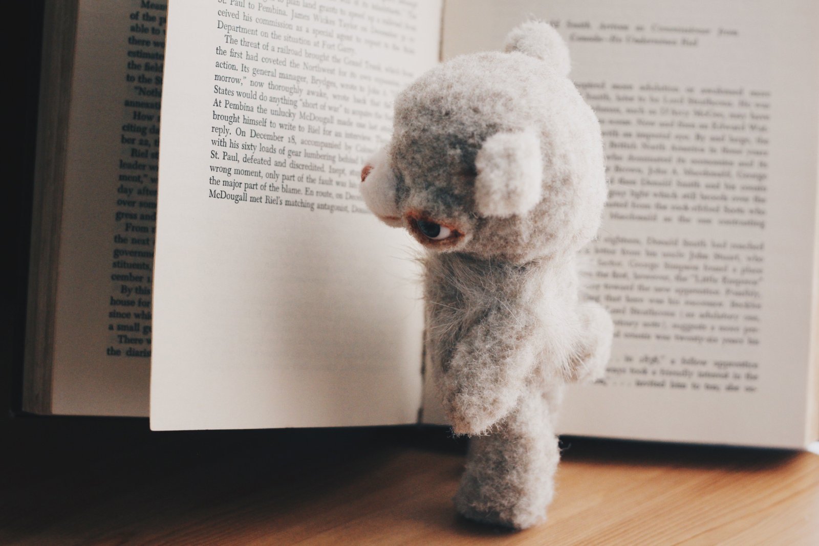 本を読むくまのぬいぐるみ