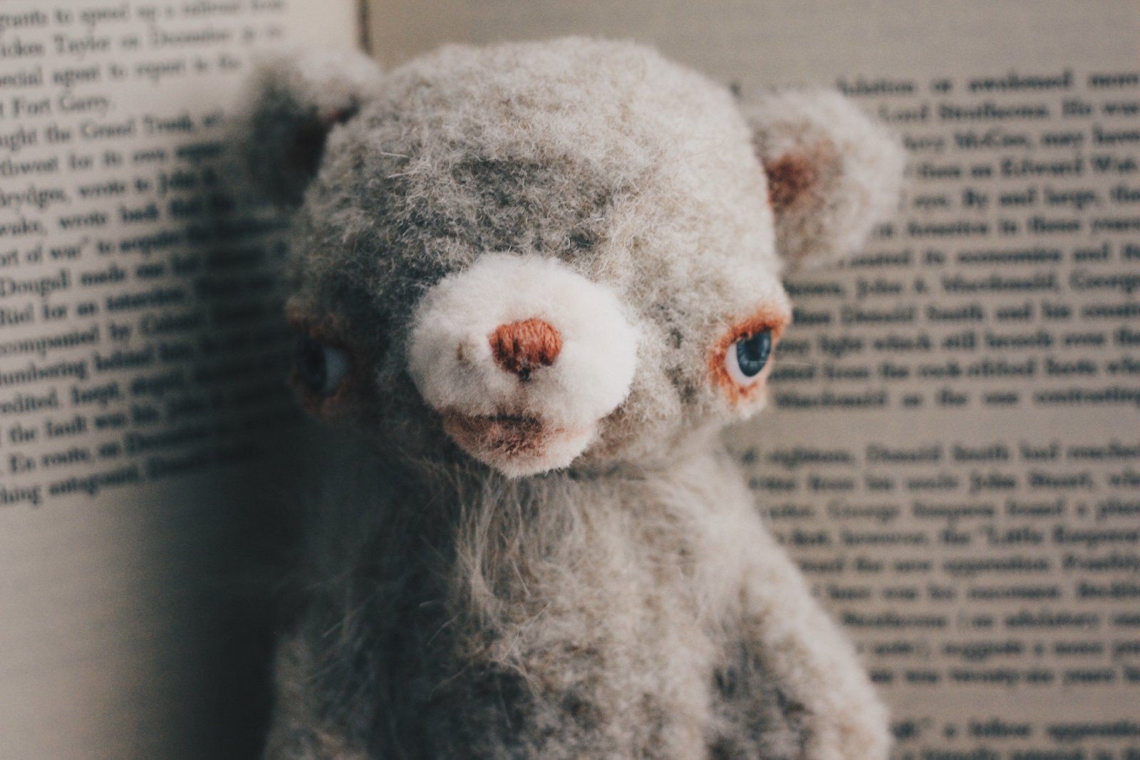 カメラに視線を向けるくまのぬいぐるみ