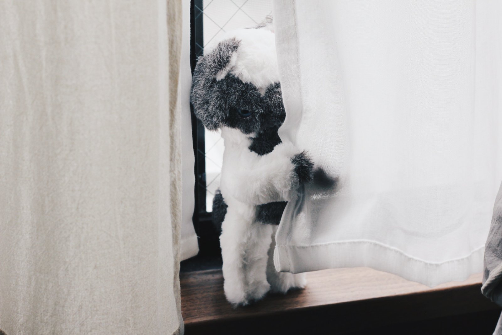 カーテンの陰から部屋を覗くねこのぬいぐるみ